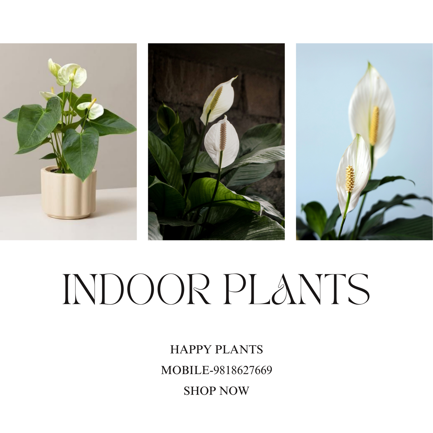 Plant Serenity